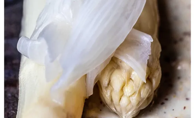 Menu végétal : une expérience végétarienne unique à Bordeaux, Bordeaux, Le Prince Noir